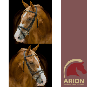 PLATNIUM SHAPED PADDED BRIDLE HEAD -bridles & bits-Spurs