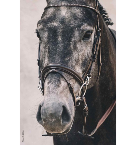 SCHOCKEMOHLE STUTTGART BRIDLE