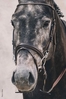 SCHOCKEMOHLE STUTTGART BRIDLE