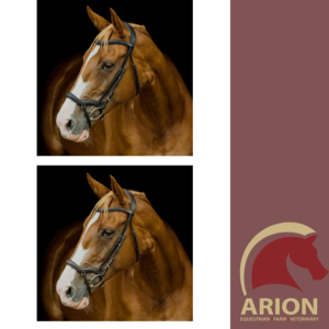PLATINUM PRESSURE RELIEF ANATOMICAL BRIDLE-bridles & bits-Spurs