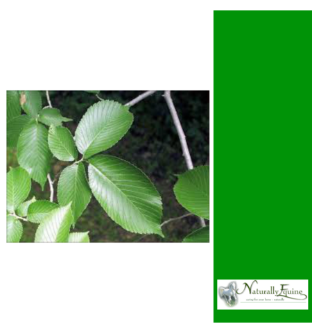 NATURALLY EQUINE SLIPPERY ELM POWDER