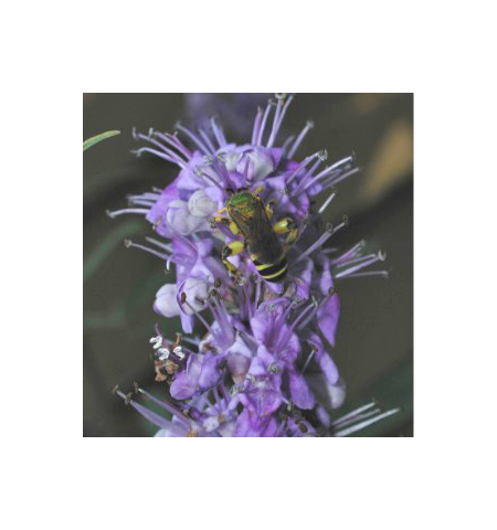 NATURALLY EQUINE AGNUS CASTUS POWDER