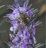 NATURALLY EQUINE AGNUS CASTUS POWDER