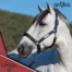 Le Mieux Capella Headcollar