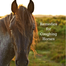 Naturally Equine NE Cough and Cold