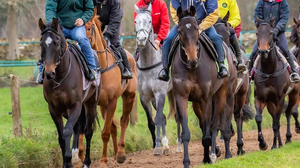 NATURALLY EQUINE SUES JOINT BREW-supplements & treats-Spurs